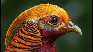 Golden Pheasant & Paradise 8K HDR: Earth's 'Living Prism' [Visual Medicine 2026]
