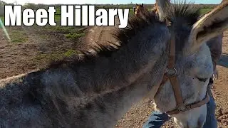 MEET HILLARY