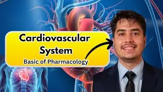 Cardiovascular System Explained | Structure, Function & Importance