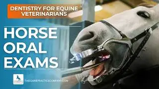 Horse Oral Exams: Why They Outrank Floating in Equine Dentistry