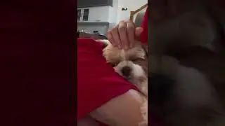 #shihtzu #animal #pets #cutepet #petlover #cuteanimal ##