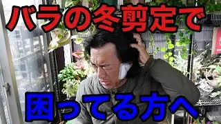 【バラの冬剪定】切る時期・切る場所・切る種類　わからない。。。　   【園芸超人カーメン君】
