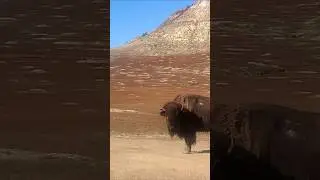 a bison in the badlands of Theodore Roosevelt Park #nature #Outdoors #animals #wildlife #bison