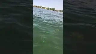 lake St Clair smallmouth Flogger fish