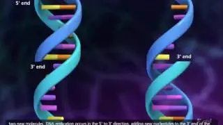 REPLICAÇÃO DE DNA