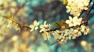Boards Of Canada - Audiotrack 9