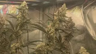 Secret Jardin Monkey fan - Day 50 of flower