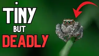 Meet America&rsquo;s Jumping Spiders &ndash; Backyard Acrobats You&rsquo;ll Love 🕷️
