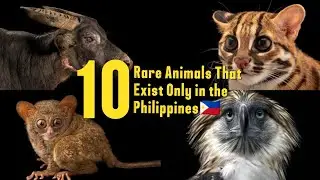 10 Endangered Animals in the Philippines That Need Saving 