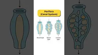 Ascon, Sycon & Leucon Canal System 🧫 | #porifera #biology #neet #zoology