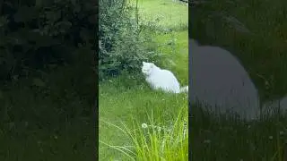 Germany | Garden #springdiaries #munich #travel #trip #vlog #europe #nature #love #cat #white