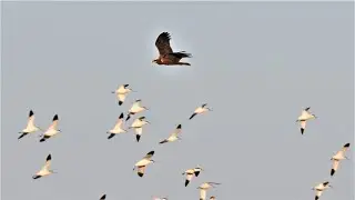marsh harriers in Dorset.. 2021