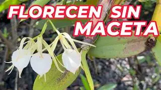 Así viven las orquídeas en la selva: floreciendo sin cuidados 😱 #orquidias #orchid #plantas