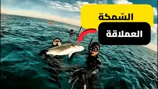حكايتي مع سمكة القاروص 🎯🐟 لحظات لا تنسى 🤯 Best Moments