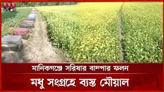 হলুদ সরিষায় ছেয়ে গেছে বিস্তীর্ণ ফসলের মাঠ | Manikganj News | Mustard Field | Somoy TV