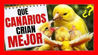 Какие канарейки легче разводить 🐤 Трюки для поднятия канарейки
