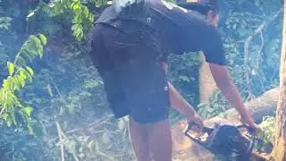 Traditional Tree Cleaning for Healthy Growth #RuralAgriculture #TraditionalFarming