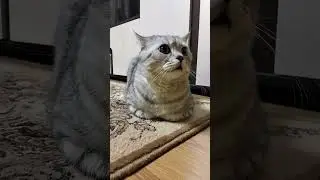 Кот идёт до конца #кот #философия #психология #мотивация #мотивациянауспех #котики #кошка #котики