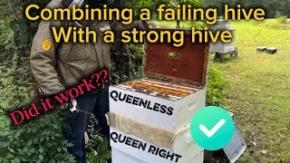 Combining a failing hive with a strong hive / more mite treatments 
