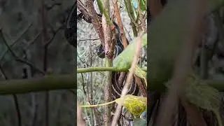 Natural Enemies! Best pest control