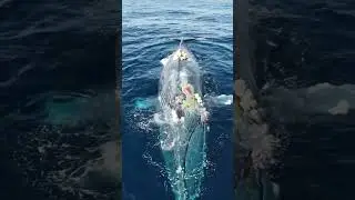 Sick Blue Whale Swimming in the Ocean  #whale