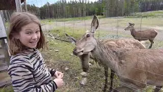 Wow! En annorlunda Camping p&aring; Samstorps g&aring;rd med djur som grannar! @tanjatommy