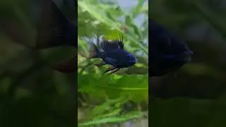 Pure Dark Knight celestial Ramirezi fish.