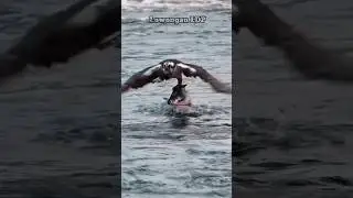 The Ocean Hunt: When Predator Meets Prey ! #NatureShorts #Wildlife #PredatorVsPrey #OceanHunt