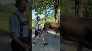 Eine weitere Herde kommt beim Viehscheid in Missen - Wilhams am 20.09.2025 an