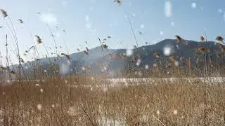 Winter Lake Whispers! 3Hours Reeds Swaying & Falling Snow ASMR | Relaxing Nature Sounds for Sleep