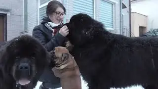 Lex's careful games with little Yago/Newfoundland dogs and French bulldog