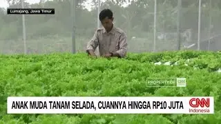 Anak Muda Tanam Selada, Cuannya hingga Rp10 Juta