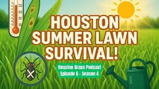 Houston Summer Lawn Survival - Chinch Bugs, Gray Leaf Spot, Sod Webworms