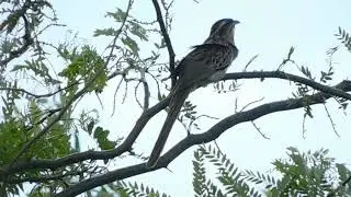 Cresp&iacute;n cantando- Aves de Uruguay