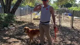 Remote collar recall phase 1 using vibrate