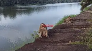 OMG, What make king monkey do like this? monkey make funny