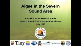 Algae in the Severn Sound Area