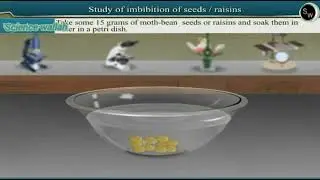 Study of imbibition of seeds / raisins || Class 11 Biology ||