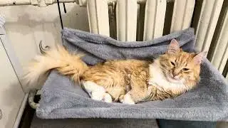 Лапатулька #редди #кот #жизньудалась #любимчик 
