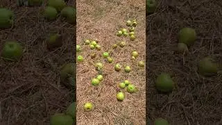 feeding the Deer green apples trying to keep them happy#deer #apple
