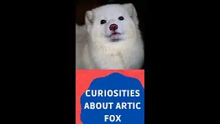 CURIOSITIES ABOUT THE ARTIC FOX #Shorts