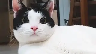 세상에 이렇게 완벽한 개냥이 본 사람 있으면 나와 보라 해요   Have you ever seen a cat that loves people this much?