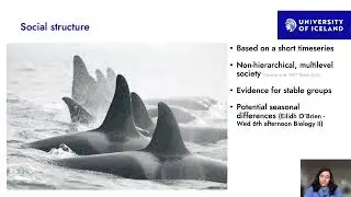 40 Years of killer whale research in Iceland: The importance of long-term studies