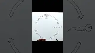 Life cycle of frog drawing
