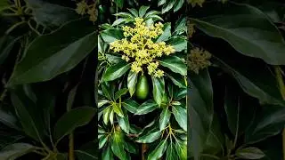 Avocado grown in a pot #shorts #avocado #planttimelapse