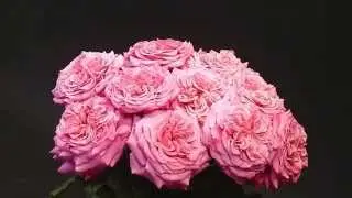 Ashley Garden Rose Timelapse