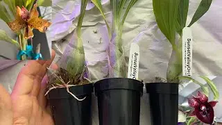 Sunset Valley Orchids Haul + Some Blooming Orchids