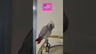TALKING PARROT! The Polyglot Parrot / Talking Parrot Evrika learns French 🇫🇷 #parrots #parrot