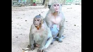 Wow! Mother monkey popeye & sweet pea scare Two dog cry loudly?