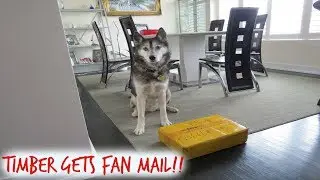 Timber the Husky Opens Fan Mail!!